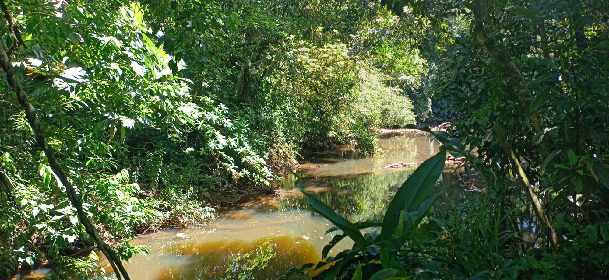 Finca La Paz - Sarapiqui Puerto Viejo de Sarapiqui Exteriör bild